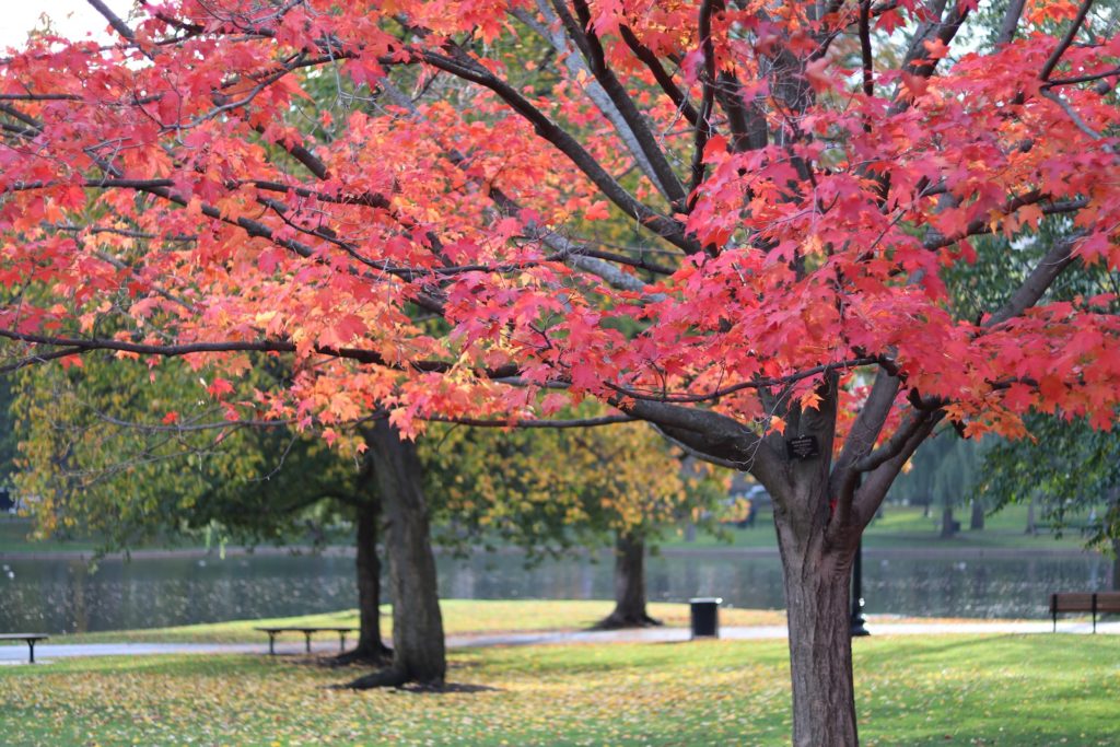 Boston Public Garden