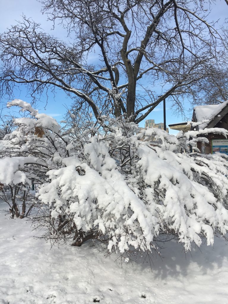 Snowy Boston