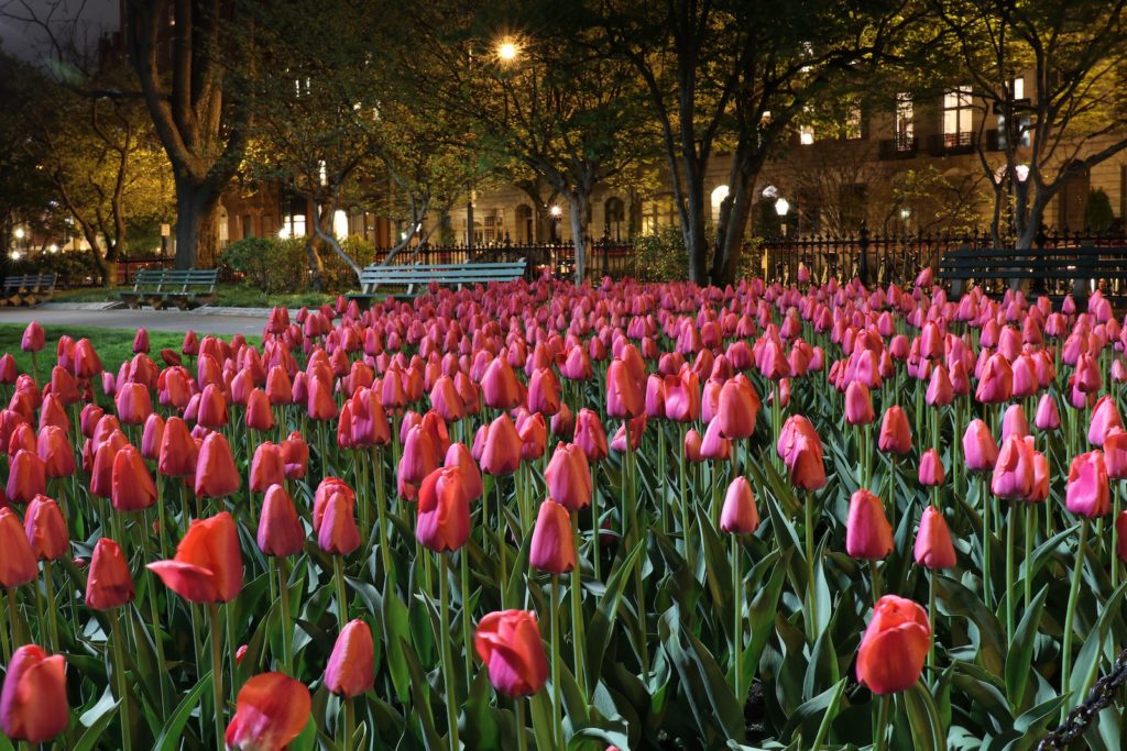 Tulips at the Boston Public Garden