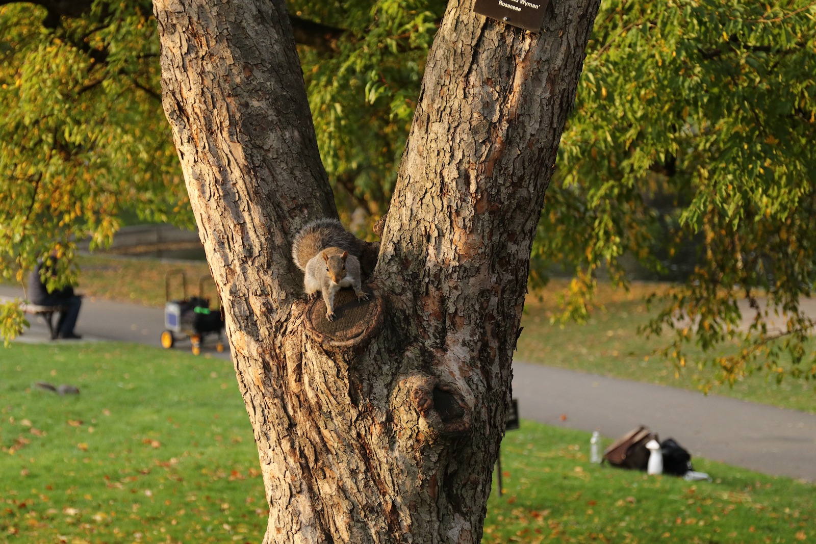 Boston Commons