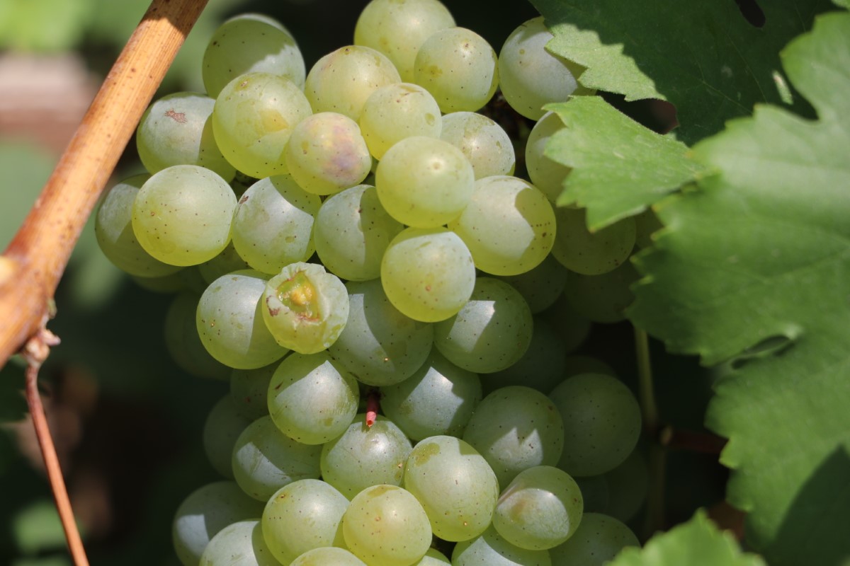 Grüner Veltliner Grapes